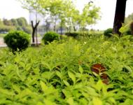 一場持續(xù)降雨后呈現(xiàn)在每個市民眼中的都是綠意和花的世界。