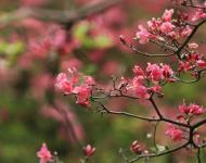 杜鵑花又名映山紅，被譽為“花中西施”