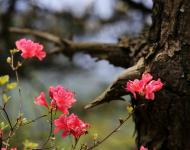 杜鵑花又名映山紅，被譽為“花中西施”