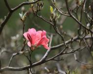 杜鵑花又名映山紅，被譽為“花中西施”