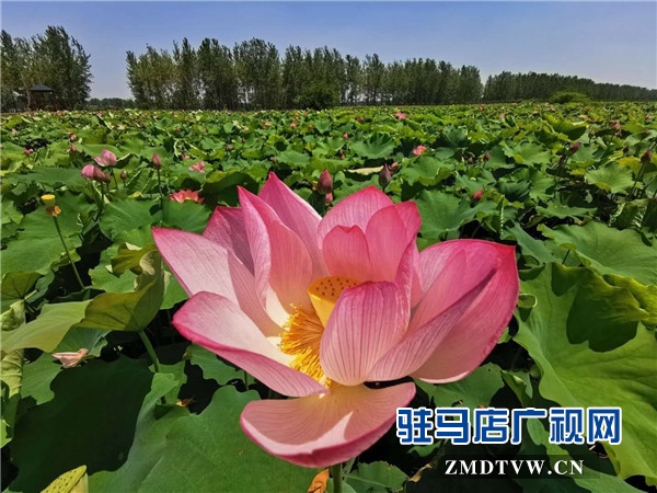 平輿縣藍天芝麻小鎮(zhèn)天天水上樂園華美綻放，千畝荷塘荷花也妖艷開放