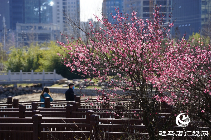 看她的滿城花開  攝影 文字：王向陽  歡迎轉(zhuǎn)載，請注明作者出處