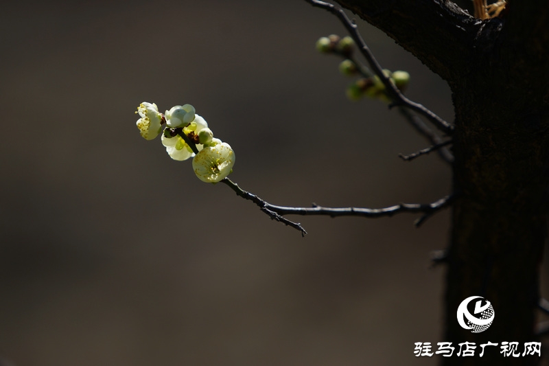 花的盛開，等待了一冬