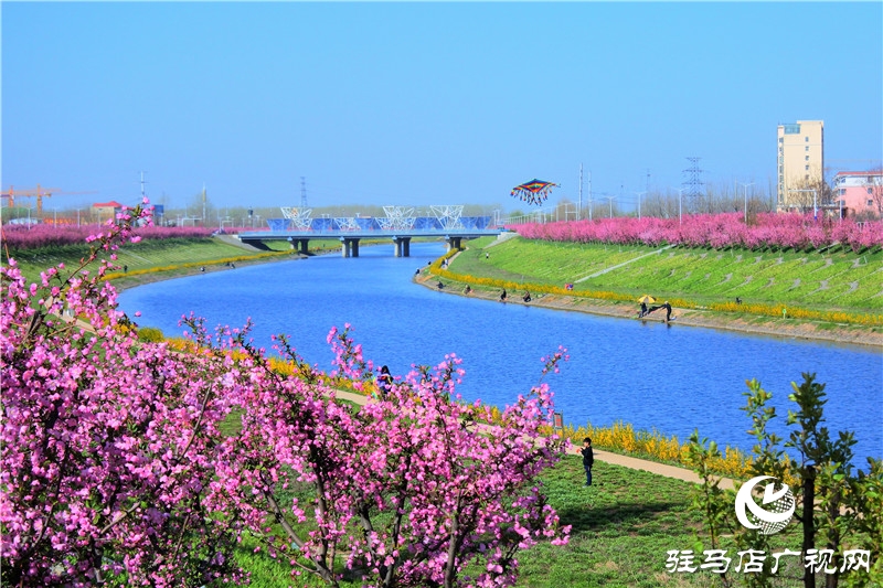 兩岸綠樹成萌，堤岸海棠飄香