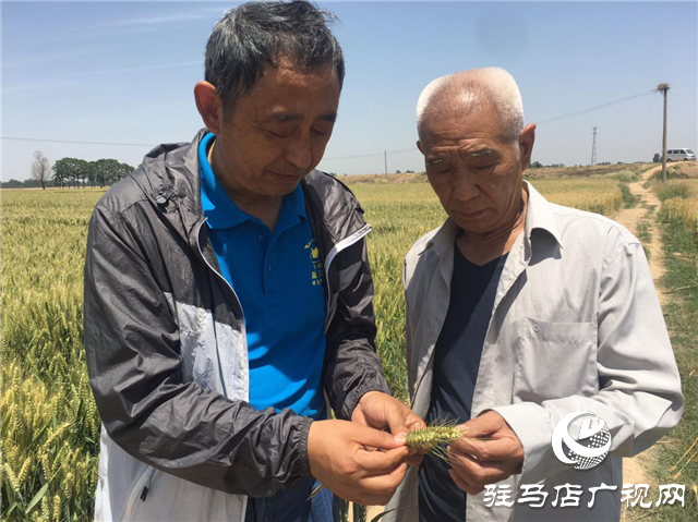 河南駐研種業(yè)開展育種基地田間檢驗