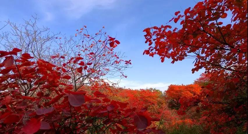 又是一年紅葉季，期待在這里遇見最美的你