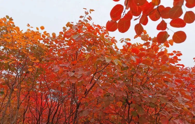 又是一年紅葉季，期待在這里遇見最美的你