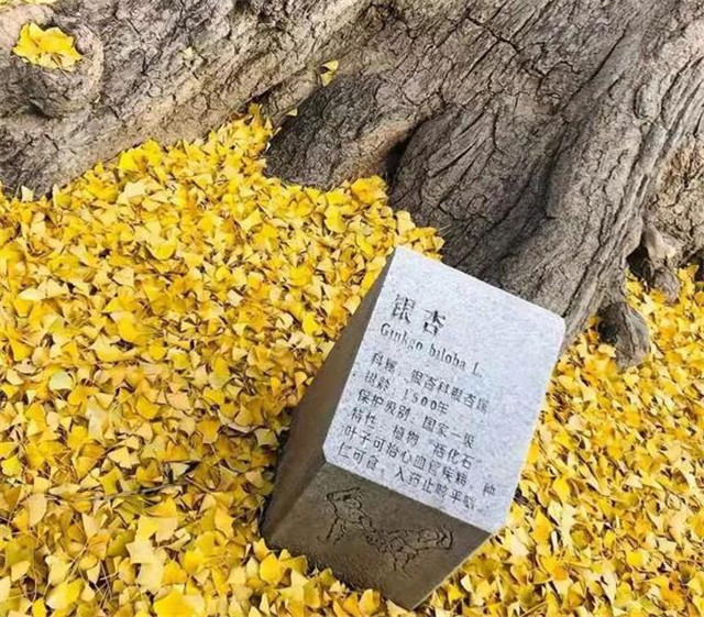 “古剎秋景惹人醉，金色滿園迎賓朋”——嵩山少林寺千年銀杏已到了一年之中最美時(shí)節(jié)！