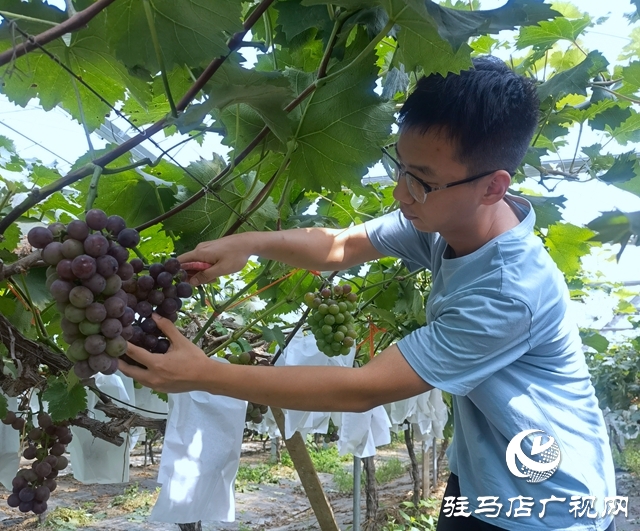 禾綠葡萄成熟“惹人醉” 清華學(xué)子體驗“采摘樂”