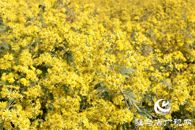 驛城區(qū)朱古洞鄉(xiāng)：野菊花開惹人醉