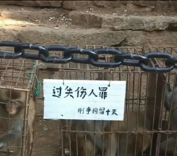 峨眉山猴子被拘留？假的！峨眉山猴子是國家二級保護動物