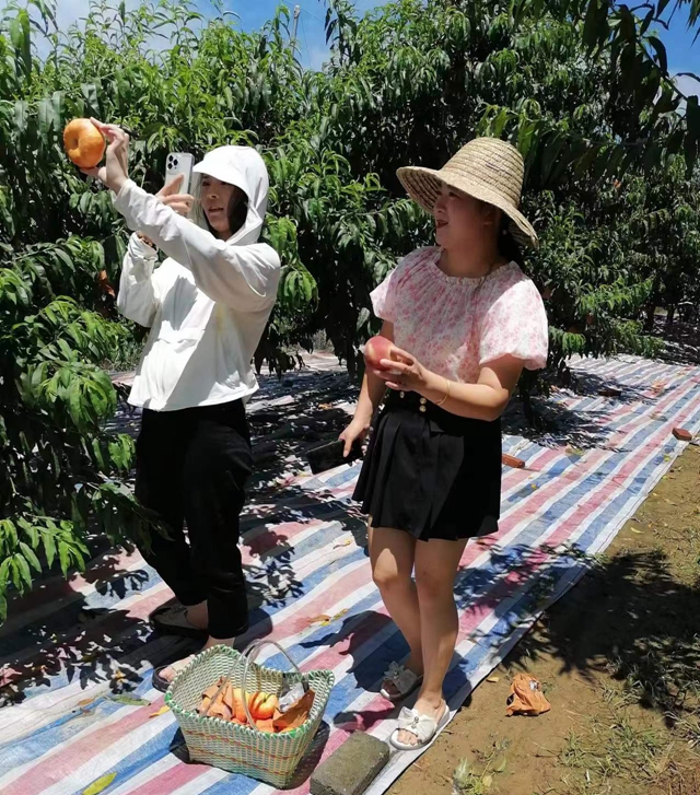 蜜桃掛滿(mǎn)枝 采摘樂(lè)趣多