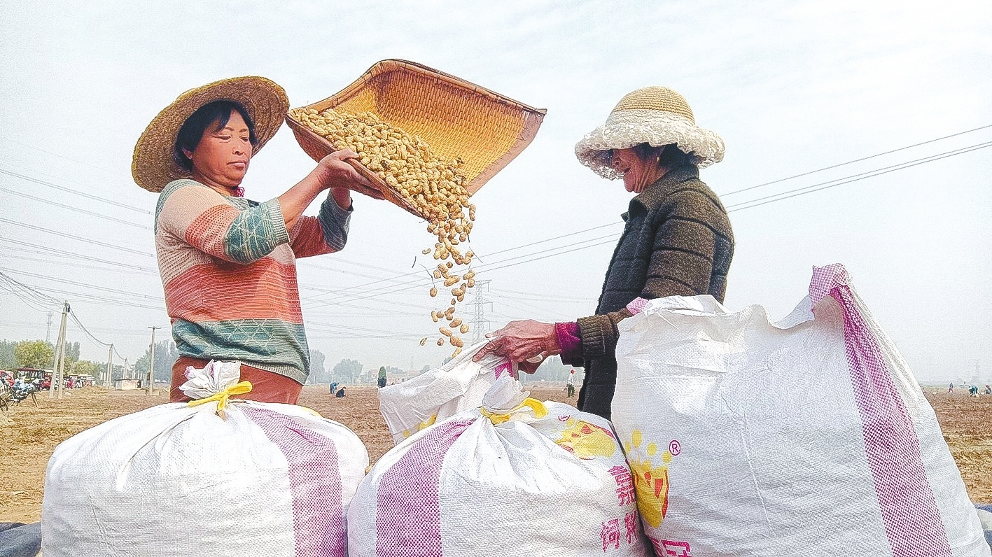 花生喜豐收 農(nóng)民樂增收