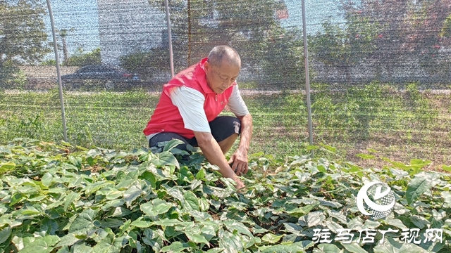 平輿：乘借“中國藥谷”建設(shè)東風 拓寬農(nóng)民增收致富路