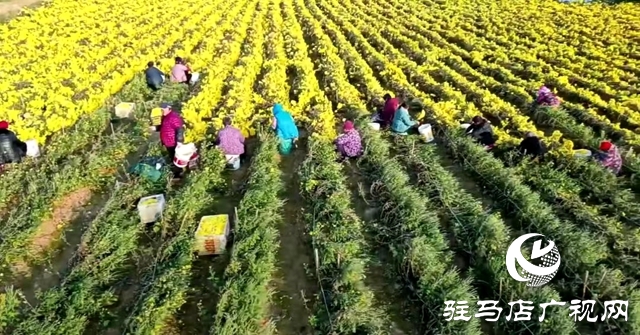 驛城區(qū)諸市鎮(zhèn)魏莊村：“天邊花海田園綜合體”項目助力鄉(xiāng)村振興