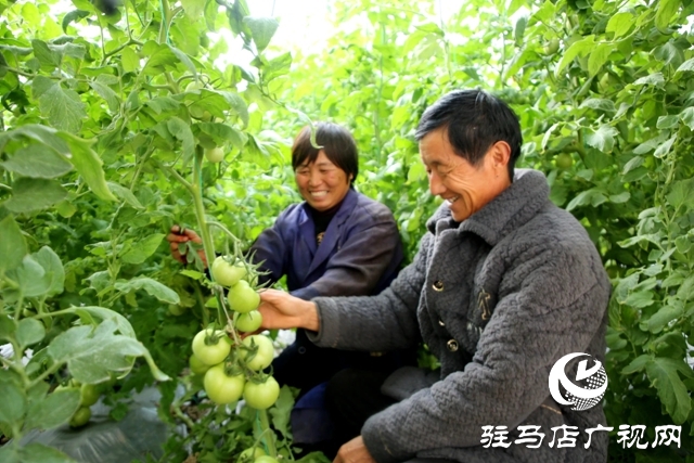 新蔡縣：豐富市民“菜籃子” 鼓起村民“錢(qián)袋子”