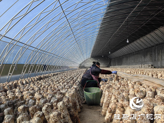 驛城區(qū)水屯鎮(zhèn)：小香菇助力群眾增收