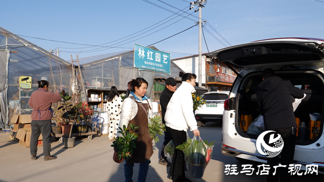 西平縣人和鄉(xiāng)：特色花卉產業(yè)“點亮”鄉(xiāng)村產業(yè)振興