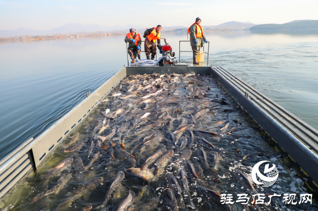 新春走基層||泌陽(yáng)生態(tài)好魚滿倉(cāng) 好運(yùn)“鰱鰱”冬捕忙