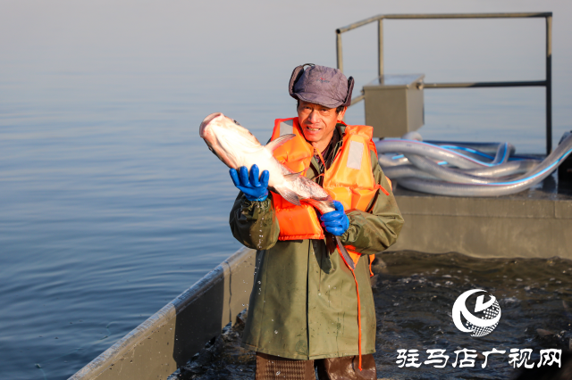 新春走基層||泌陽(yáng)生態(tài)好魚滿倉(cāng) 好運(yùn)“鰱鰱”冬捕忙