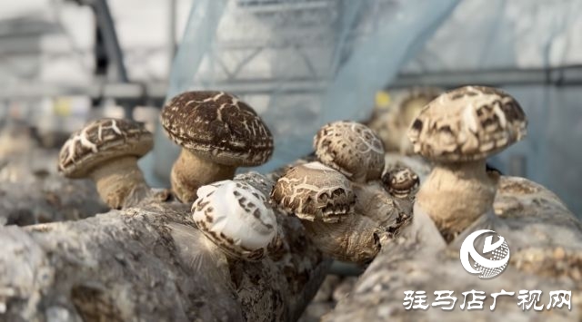 泌陽(yáng)花菇集約制棒生態(tài)出菇技術(shù)觀摩培訓(xùn)會(huì)召開(kāi)