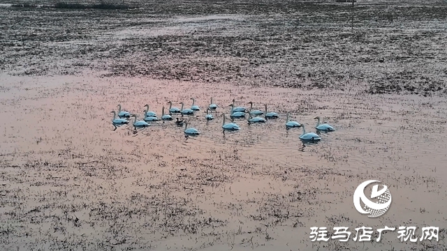 寒冬，他們在宿鴨湖濕地守護(hù)候鳥