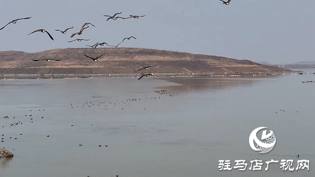 寒冬，他們在宿鴨湖濕地守護(hù)候鳥