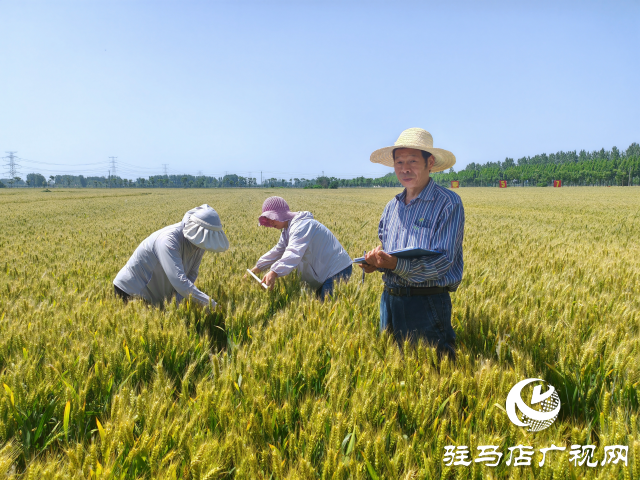 平輿縣農業(yè)專家示范田實地測產驗收 優(yōu)質小麥測產平均畝產720.7公斤