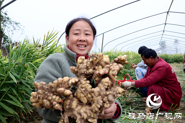 正陽縣陡溝鎮(zhèn)：鄉(xiāng)村產(chǎn)業(yè)興旺 “姜”來生活好