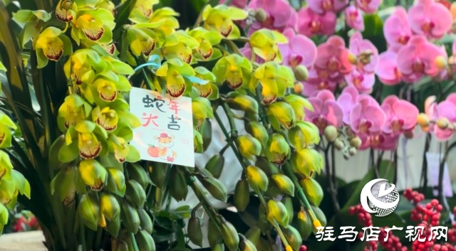 新春佳節(jié)即將到來，綠植花卉成為節(jié)日新寵