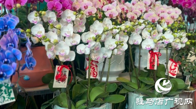 新春佳節(jié)即將到來，綠植花卉成為節(jié)日新寵