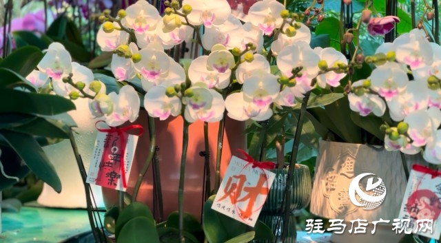 新春佳節(jié)即將到來，綠植花卉成為節(jié)日新寵