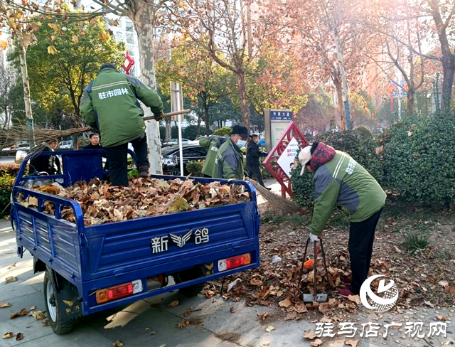 駐馬店：落葉紛飛滿地黃 園林工人清掃忙