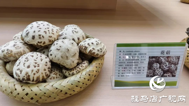 公交直達(dá)！泌陽(yáng)縣花菇博物館開(kāi)啟奇妙之旅