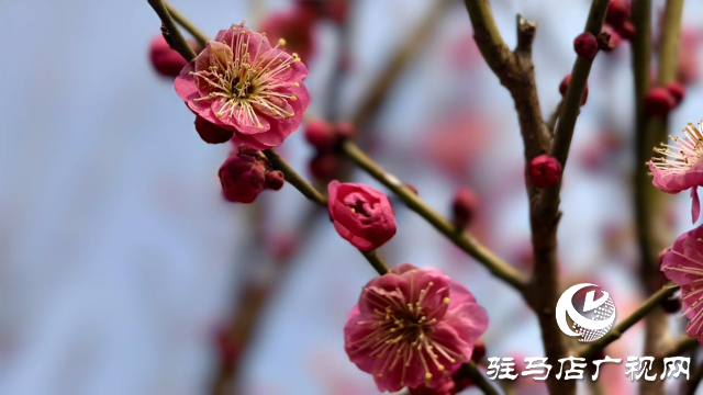 天中梅花基地：萬株梅綻 燃爆新春的網(wǎng)紅花海