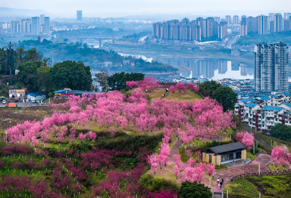 早春中國(guó)遇芳菲