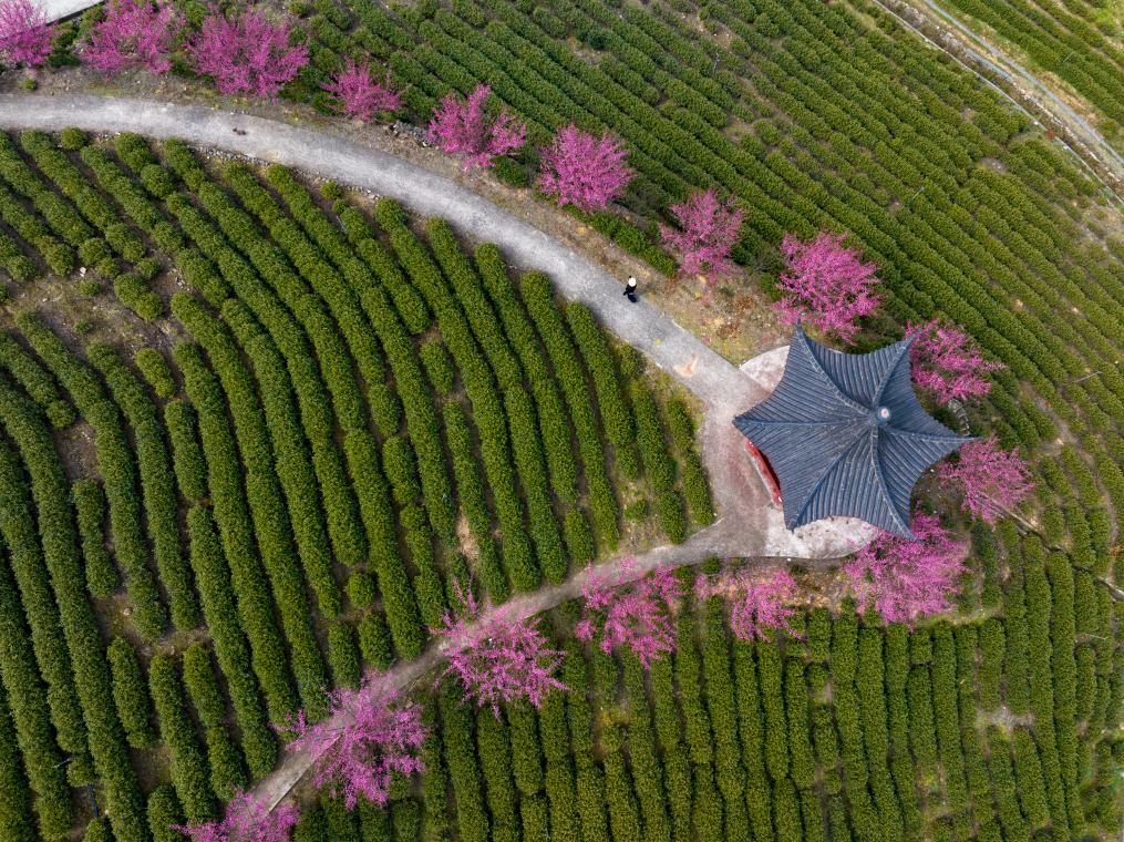 早春中國(guó)遇芳菲