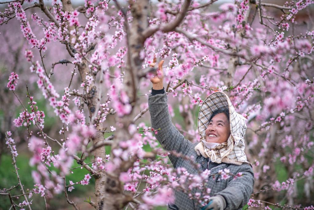 早春中國(guó)遇芳菲