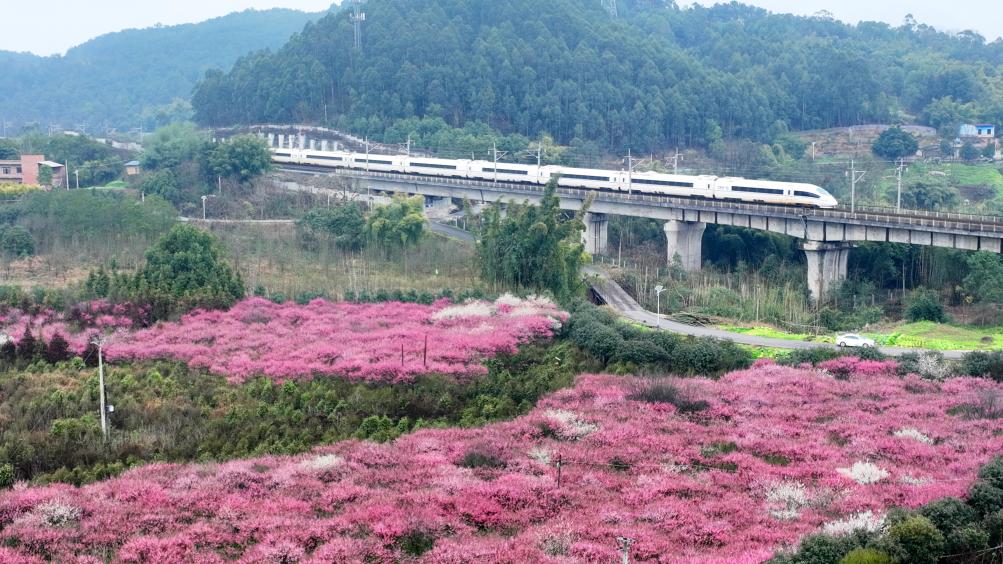 早春中國(guó)遇芳菲