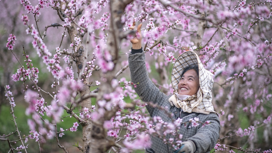 早春中國遇芳菲