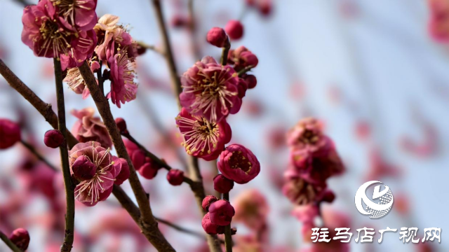 天中梅花基地：萬株梅綻 燃爆新春的網(wǎng)紅花海