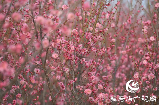 泌陽王店鎮(zhèn)高樓村：百畝梅花繪就生態(tài)文旅新畫卷