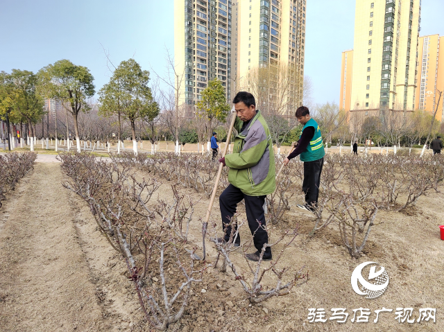 駐馬店開(kāi)源公園：不負(fù)春季好時(shí)光 綠化養(yǎng)護(hù)正當(dāng)時(shí)