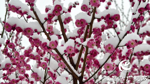 駐馬店雙龍公園：雪舞梅香 詩意盎然