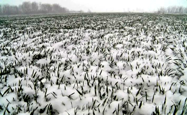 遂平縣：做好降溫降雪后麥田管理 助力夏糧豐收