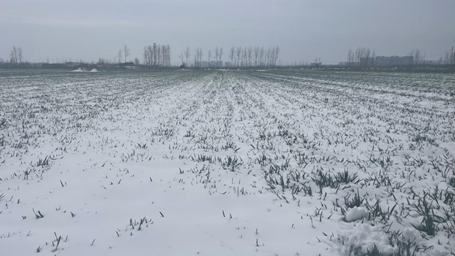 駐馬店：“及時雪”潤澤萬畝麥田 種糧大戶喜笑顏開