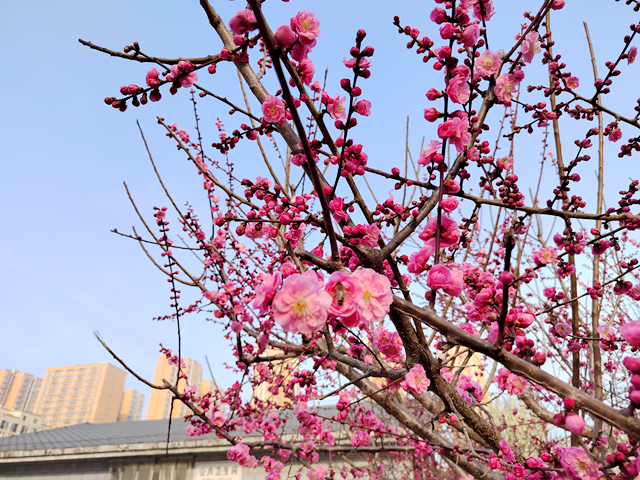 駐馬店開源公園：梅花綻放春意濃