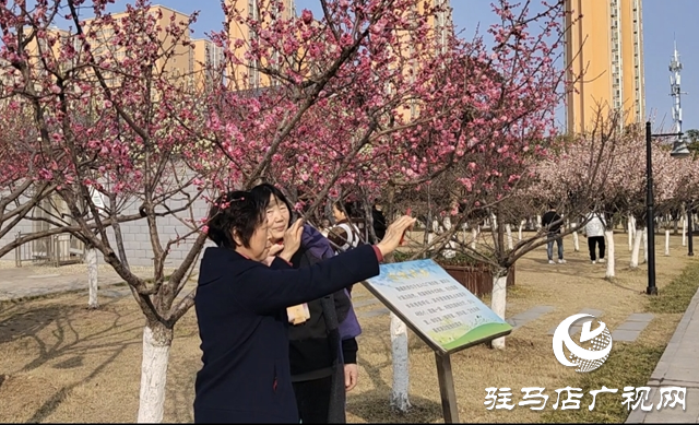 駐馬店開源公園：梅花綻放春意濃