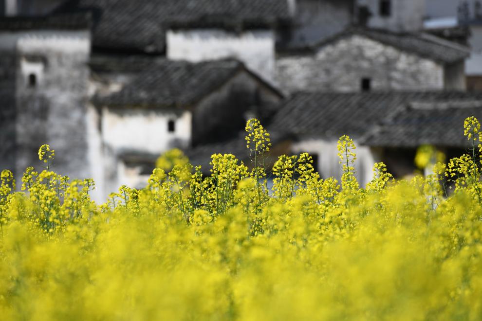 接下來(lái)這半個(gè)多月，這些地方會(huì)很美！