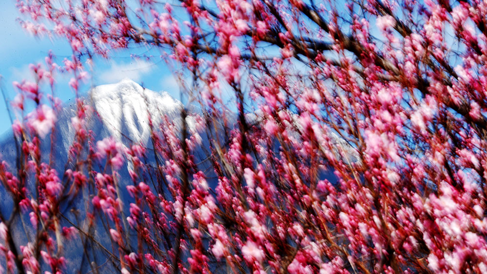 接下來(lái)這半個(gè)多月，這些地方會(huì)很美！